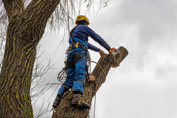 Best Emergency Storm Tree Removal  in Boardman, OR